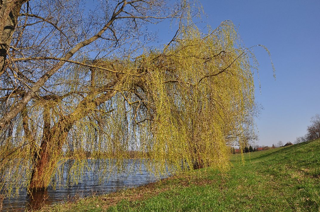 Gartower See im Frühling